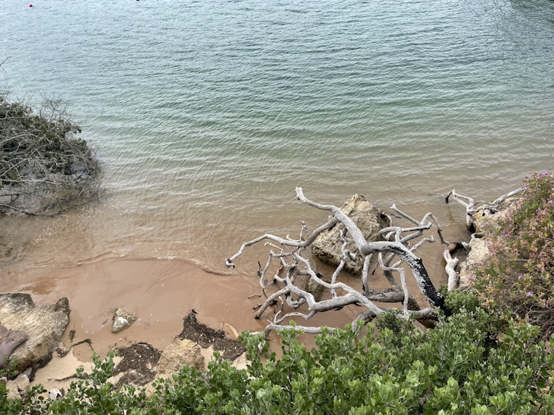 Coastal landscaping